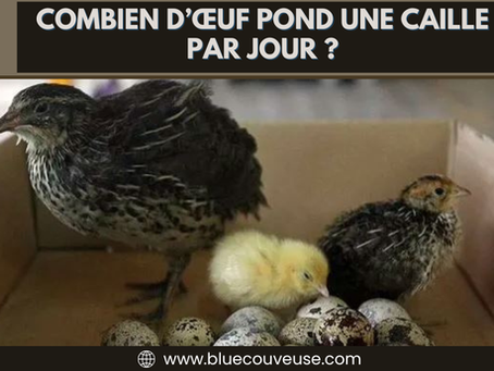 Combien d’œuf pond une caille par jour ?