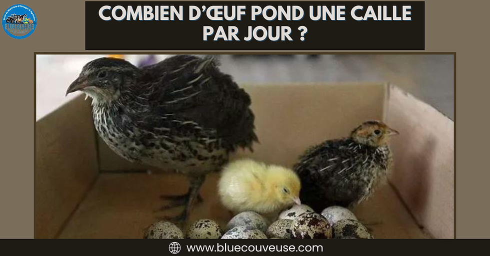 caille adulte and caille jumbo with eggs in the box