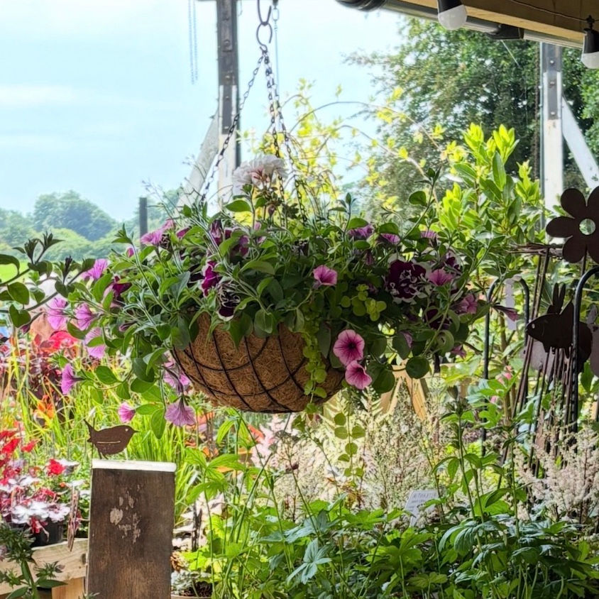 Hanging Basket Workshop