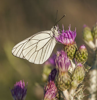 vertical-closeup-shot-white-butterfly-beautiful-purple-flower_edited_edited.jpg