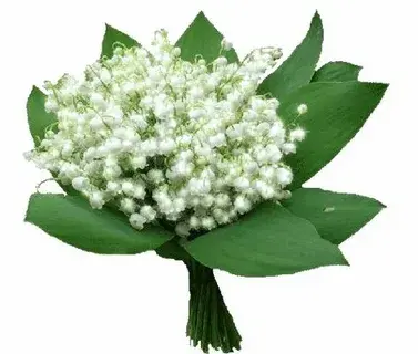 Best Online Flower Shop in UAE for Same-Day Delivery of Roses, Lilies & Bouquets