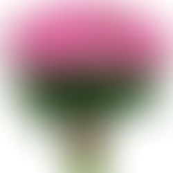 How the Flowers Mart Ordering and Delivery Process Works Effortlessly?