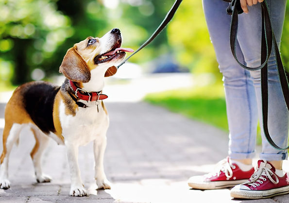 Dog Walk_edited.jpg