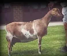 GCH South Fork TCM Tess.webp