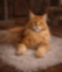 Regal Maine Coon on plush rug_edited.jpg