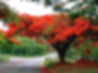 GARDEN.jpg