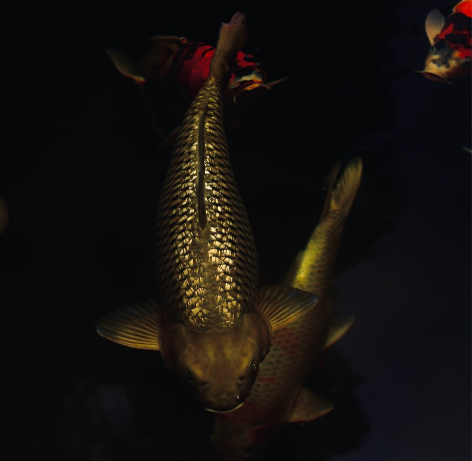 Japanese Koi Bend Oregon