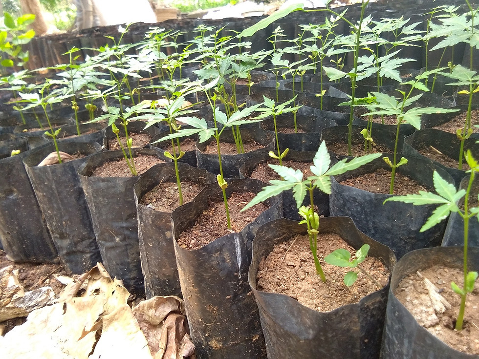 Thumbnail: Neem Tree