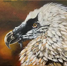To the Bone (Bearded Vulture).webp
