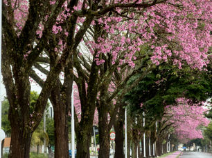 Algumas Flores Desabrocham Fora de Época