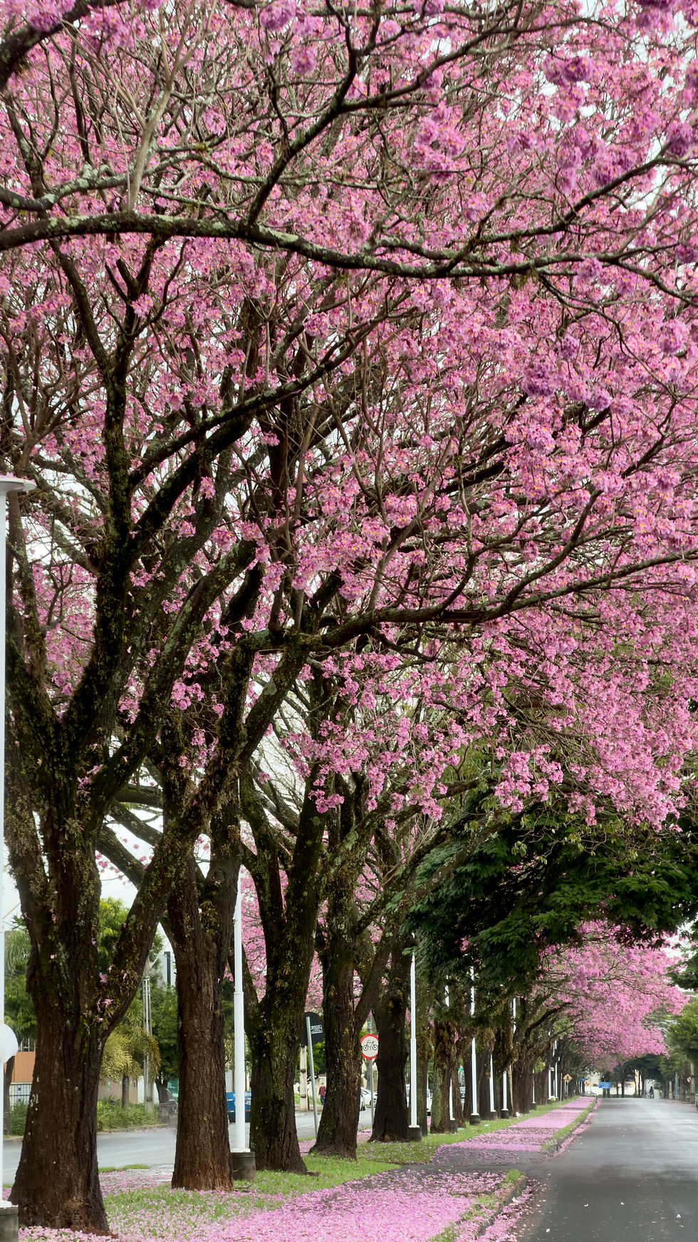 Some flowers bloom Off-season