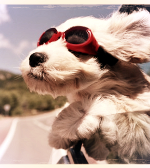 the dog house grooming parlour