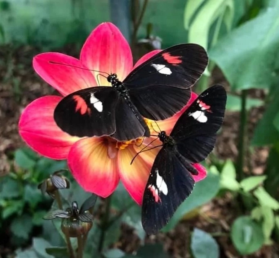 Trip to the Butterfly Gardens