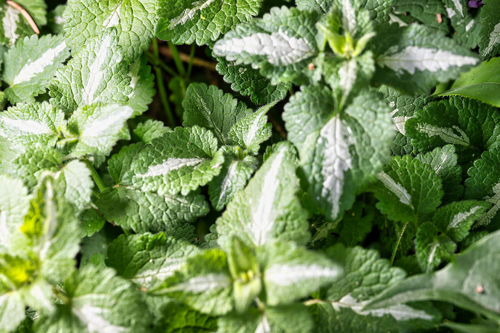 photo of lemon balm plant