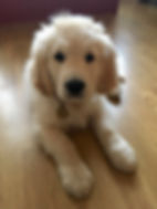 Puppy Training South East London