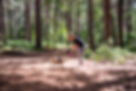 Dog & Puppy Training South East London