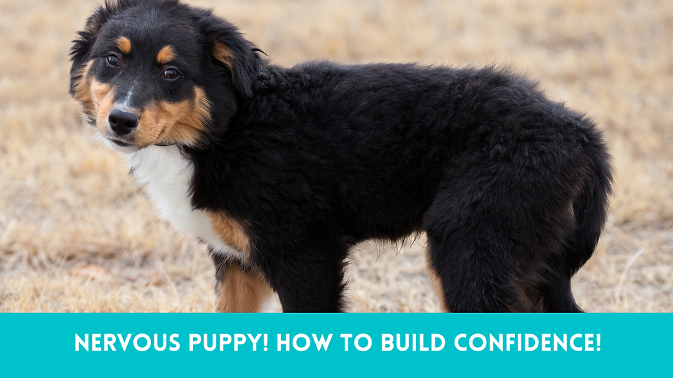 Nervous Puppy? How to Build Confidence