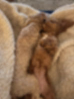 Should you get a second dog?