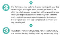 5 Tips To Make Your Dog Walks More Fun