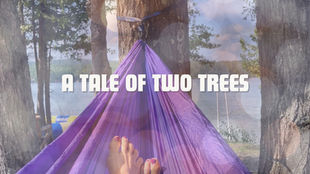 A Tale of Two Trees