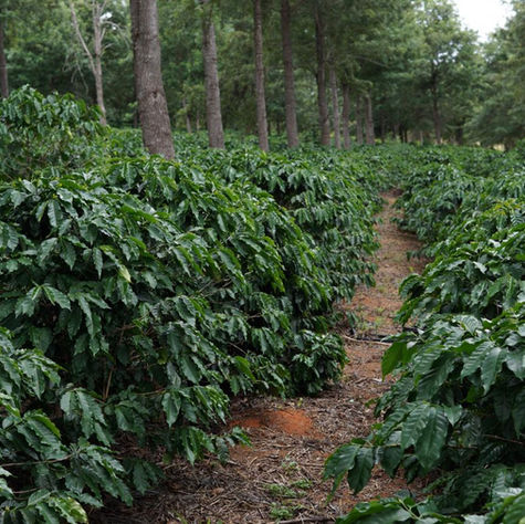 Café de Especialidade