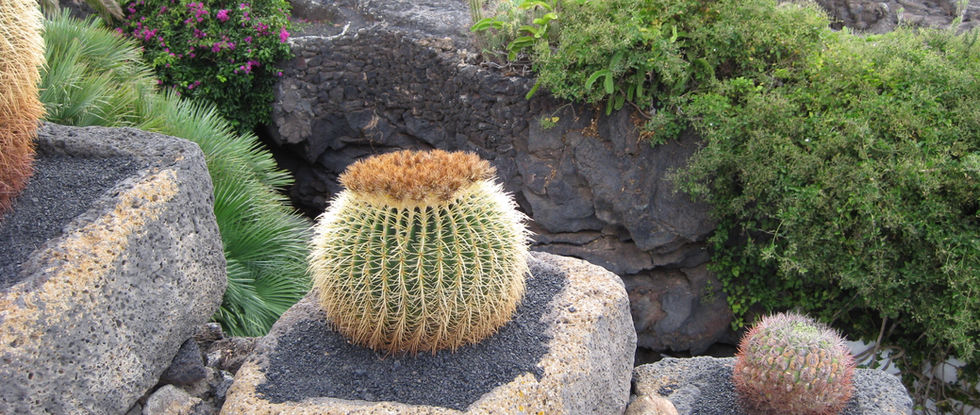 Kakteen auf Lanzarote.JPG