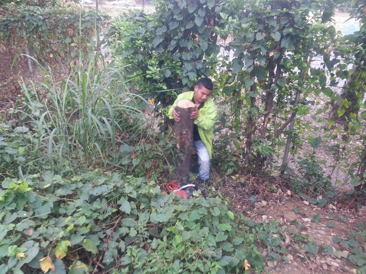 Operarios de Promoambiental