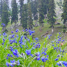 Summer flowers in Gulmarg