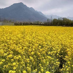 Spring time in Kashmir