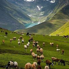 Camping in the Sonmarg region