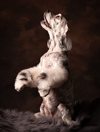 Luna - American Cocker Spaniel.jpg