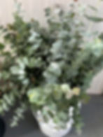 Eucalyptus