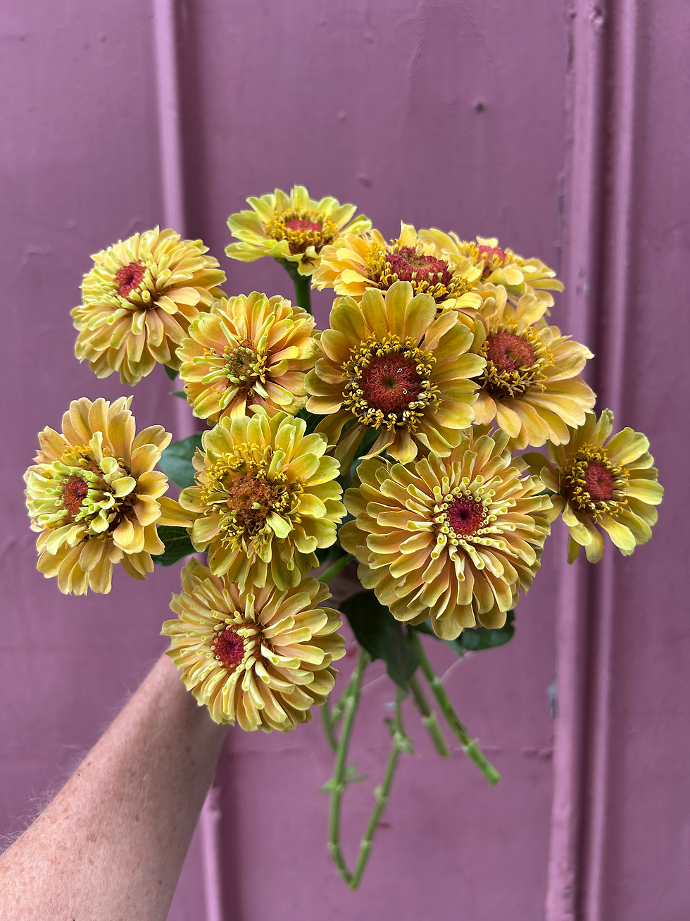 Zinnia