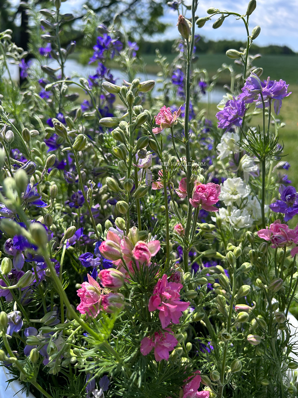 Larkspur