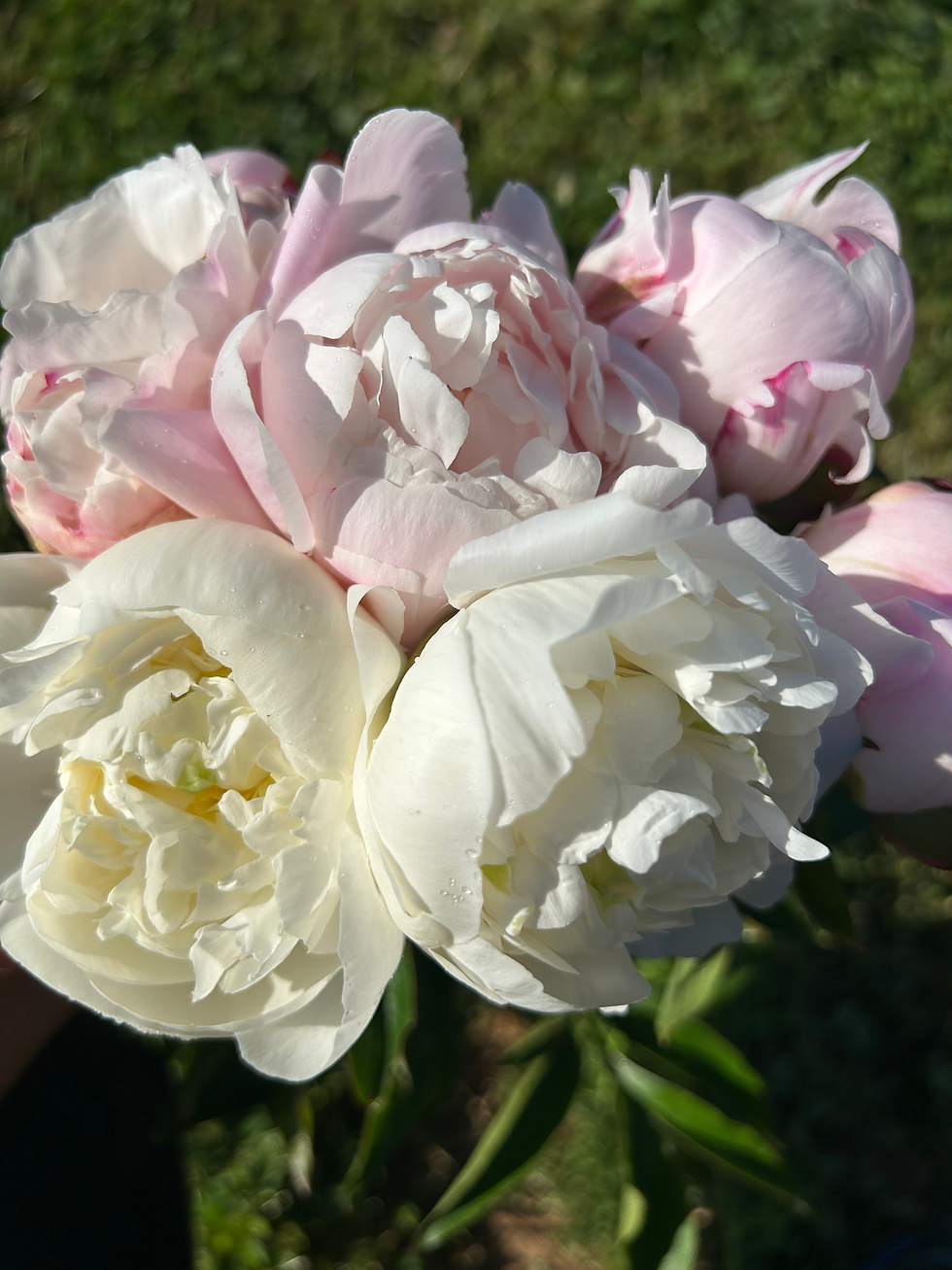 Peony