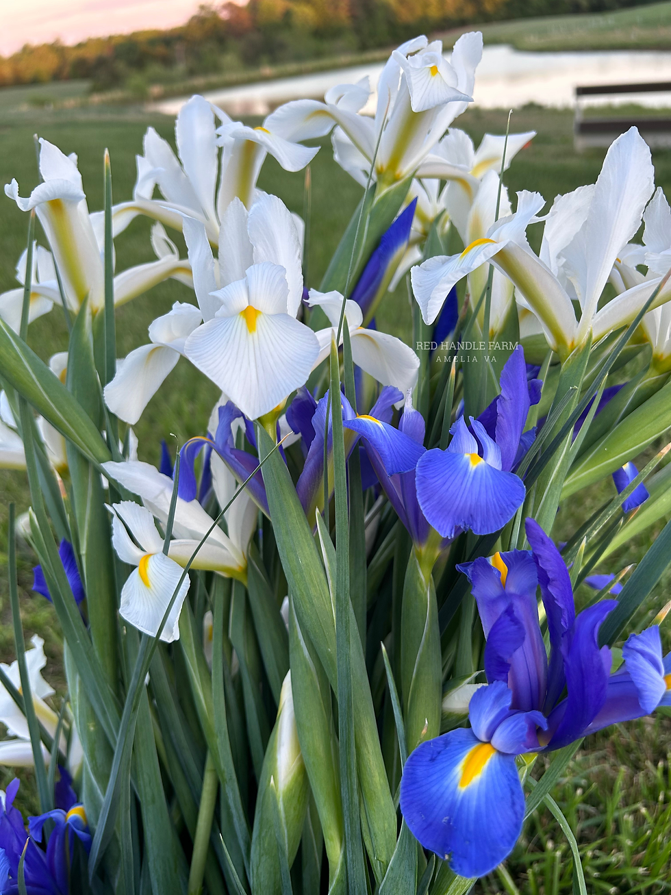 Dutch Iris