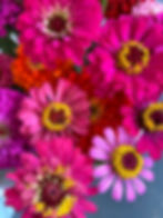 Zinnia