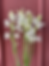 Tuberose