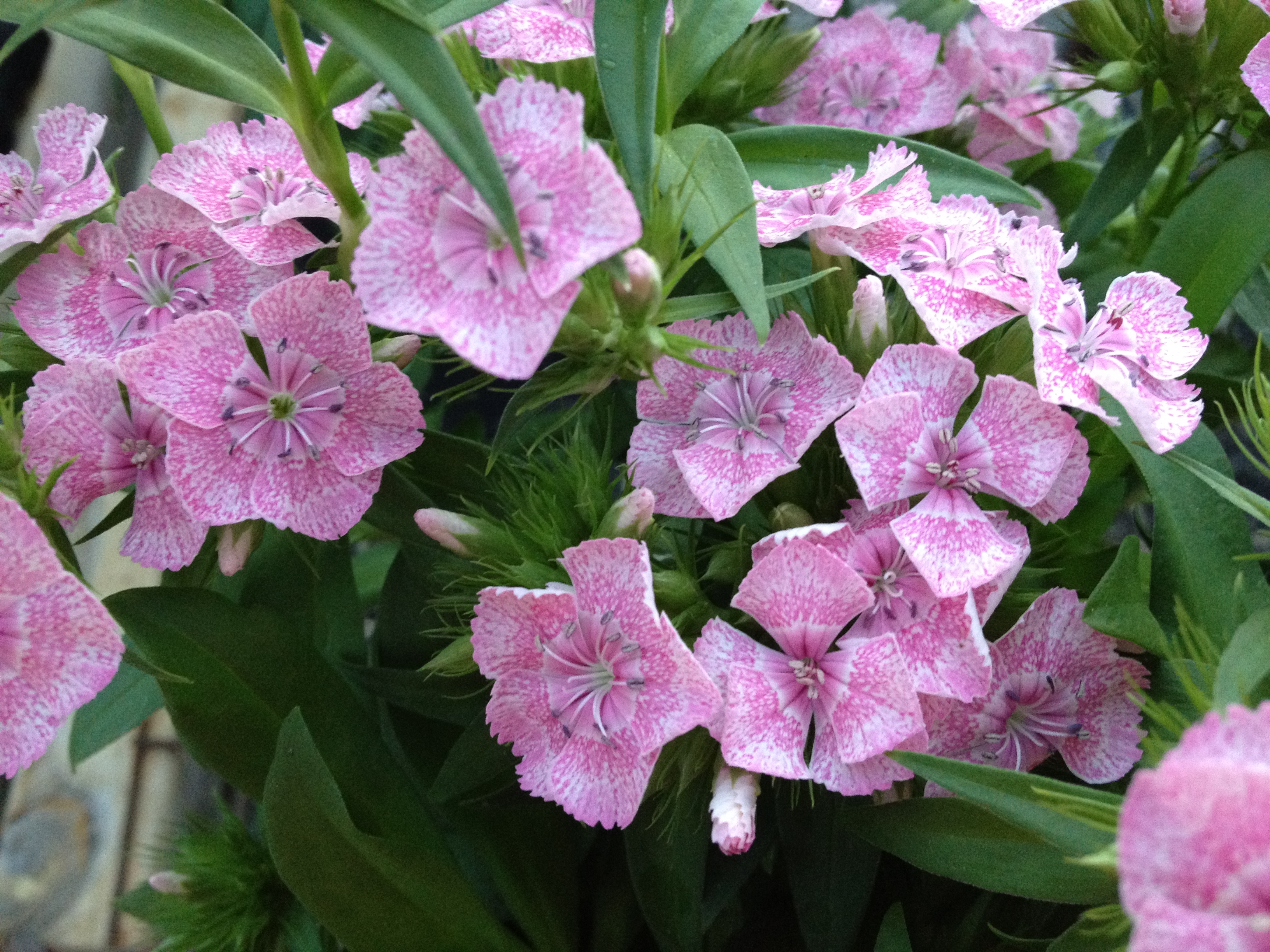 Annuals and Perennials Fritz Farm and Nursery Bel Air
