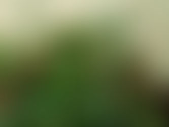 Everyone loves the Egyptian Walking Onions.