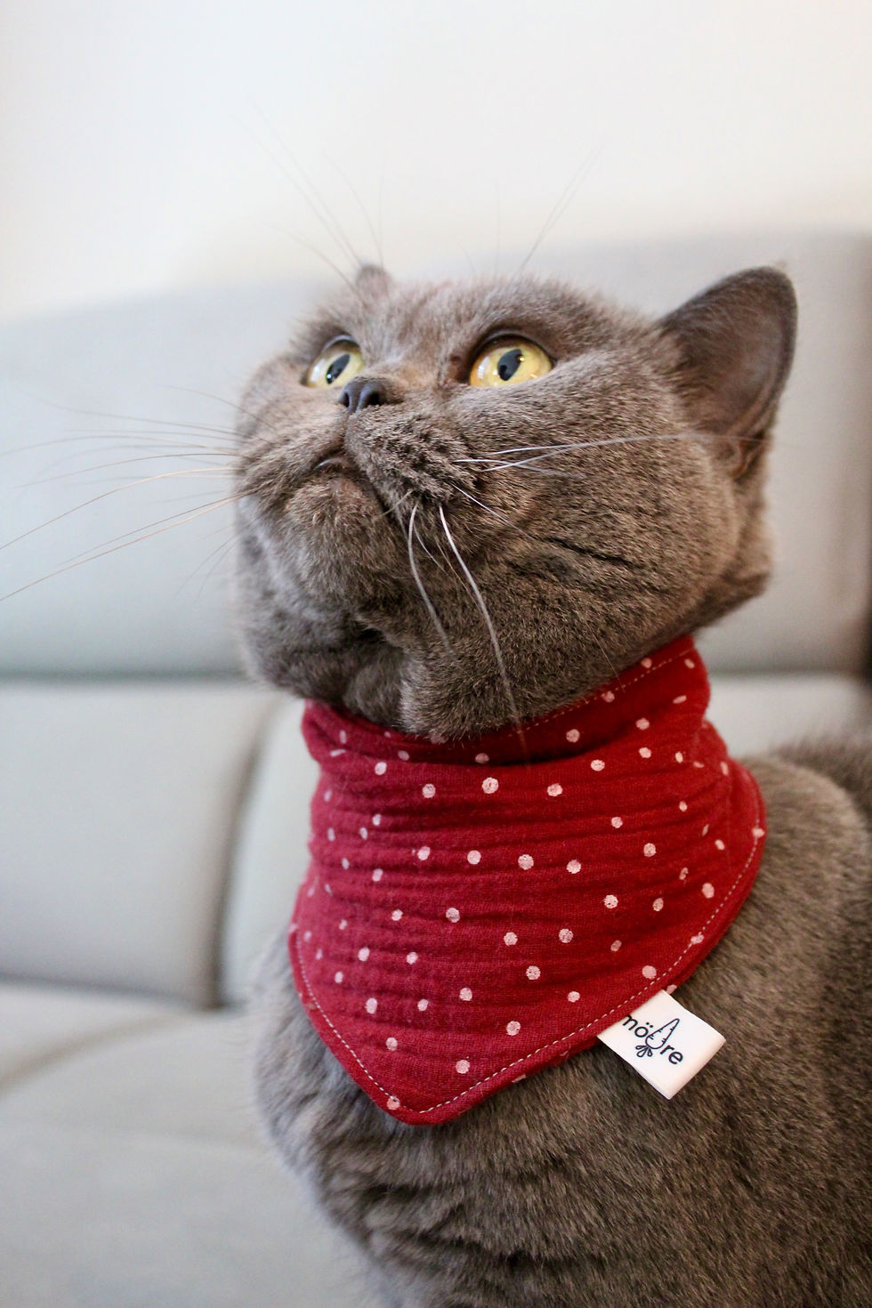 elegantes katzenhalstuch – perfektes weihnachtsgeschenk für katzenliebhaber