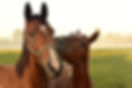 horses-3747374_1920.jpg