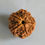 Thumbnail: 5 Mukhi / Panch Mukhi / 5 Face Rudraksha Natural Bead