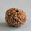 Thumbnail: 10 Mukhi / 10 Face Rudraksha Natural Bead