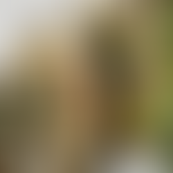 fire roasted oysters with white wine butter