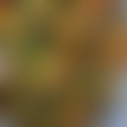 summer night’s “paella”