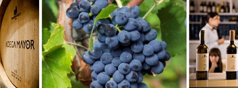 4 vinícolas para um roteiro de enoturismo pelo Alentejo