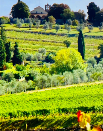 Vinho orgânico, biodinâmico e natural. Vamos entender sobre vinhos sustentáveis.