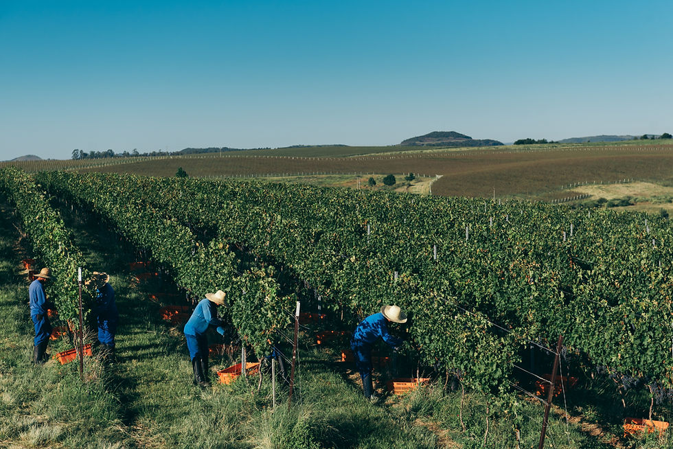 Como a Salton usa monitoramento climático e manejo sustentável para produzir vinhos e espumantes de excelência