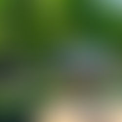 Cinco razões para amar a uva Cabernet Sauvignon